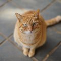 配慮できてる？猫が思う飼い主の７つの悪い癖