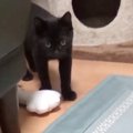 生後3か月の子猫→飼い主が『おもちゃ』を投げると…『賢すぎる行動』に「本…