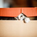 猫はどうしてあんなに『箱に入りたがる』？考えられる3つの理由と愛される…