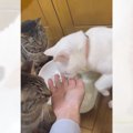 猫3匹同時に『お手』をさせてみた結果…突然"予想外の小競り合い&…