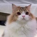 お仕事をしたい飼い主さんと夜中も遊んでほしい猫ちゃん♡