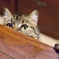 猫があなたの『後をついてまわる』3つの理由　ストーカー猫にさせてし…