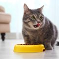 『食べるのが下手な猫』が抱えている原因3つ　なぜ食べこぼすの？改善…