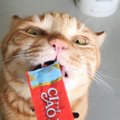 猫の気持ちになってちゅ～るをテイスティング?マジな食リポが話題！