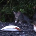 警戒していた野良の子猫、実は超フレンドリーだった♡地域猫の中に混じ…