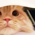 Laylaの１２猫占い 10/21～10/27までのあなたと猫ちゃんの運勢