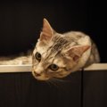 猫が寂しかった留守番後にする行動５つ