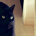 新しく買ったスリッパを履いてくつろいでいると…黒猫が見せた『想定外のリ…