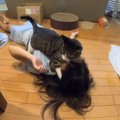 仰向けで寝転がる娘→上に『猫』が乗ってくると…あまりにも尊い『仲良…