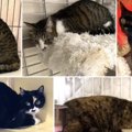 飼い主の急逝で残された猫たち…真夏の室内から緊急救出！