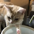 猫の手って器用！こんなこともできちゃう５選