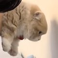 短足猫が『猫壁チャレンジ』に挑戦した結果…想像以上の『可愛すぎる展開』…