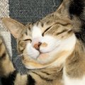 猫が『ずっとくっついていたい』と思う人の特徴５つ