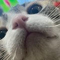 普段は『きゅるんとした顔のネコ』→しっかりと撫でると……ほっこりする…