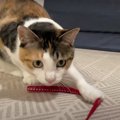 猫ちゃんも夢中！リードの新しい使い方♪