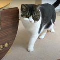 何をしたんだニャ！薬をつけられて拗ねちゃった猫さん