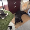 猫ちゃん達の夏のソーシャルディスタンス！