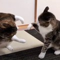 パパさん不在の夜は大運動会！？ゆるゆるバトルを勃発させる猫さんたち