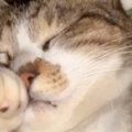 布団に入って眠っていた猫→左手を見ると…『予想外のポーズ』が可愛すぎる…