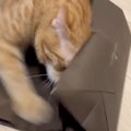 紙袋に狙いを定めた猫→全力で戦い始めて…想像以上に『激しいバトル』…