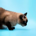 猫が『嘔吐直前』に見せるサイン3選　特徴的な音や行動…知っていると後始…