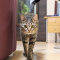 「猫の障害物チャレンジ」が話題！なんで上手に避けられるの？