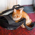 万が一に備えて！室内でできる猫との防災シミュレーション４つ