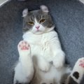 新しい猫ベッドをプレゼントされたら…？かわいらしい反応に悶絶♡