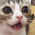 ごはんが待ちきれない『お腹を空かせた子猫』…準備中の飼い主に『猛ア…