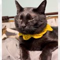 ベッドの上で『無』になる黒猫→後ろのほうを見てみると？…賢い『作戦…