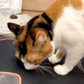 ネコがいる妹の家で２泊３日した結果…帰宅を待っていた愛猫たちが見せ…