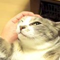 膝の上で仰向けになってくつろぐ猫……思わず笑ってしまう『無防備すぎるポ…