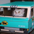 猫ちゃんにピッタリなダンボールをプレゼント♪