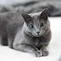 【獣医師監修】ロシアンブルーの平均寿命は何年？長生きのポイントや病気…