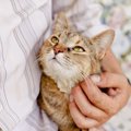 猫が人に『感謝しているとき』に見せる仕草3選