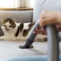 室内飼いでも要注意！『猫ノミ』が寄生する原因4つと対策