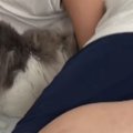 朝、寝ているパパのもとにやってきた猫…想像以上に『激しい起こし方』が33…