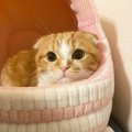 猫ベッドの設置に最適な場所とは？５つの条件