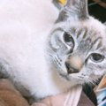 虹の橋を渡った先代猫が導いたシャルルとの出会い