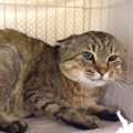 素手で撫でられない保護猫→愛情を与え続けた結果…思わず感動する『まさか…