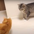 悪乗りしちゃった猫ちゃん…まさかのパンチにビックリ！