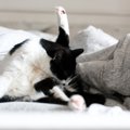 かゆみが猫の性格を変える？「皮膚」と「心」の不思議なつながりについて…