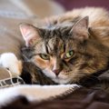 猫がストレスを抱えると起こりうる『心の病気』4選　見逃せない症状から予…