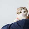 猫が一番好きな人にだけ見せる仕草６つ