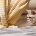 自分よりも体の大きな先住猫ちゃんに、子猫ちゃんが挑戦状を叩きつけ…