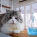 猫に『消毒液』が有害な理由3つ！舐めてしまった時の対処法とは