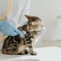 猫の『呼吸がつらそう』なときに疑うべき病気4選　正常時の状態も解説