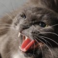 猫の『激怒症候群』を知っていますか？気になる3つの症状　普通の怒り…