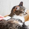 猫の被毛に起こる『毛割れ』の原因3つ　病気の可能性から効果的なケア方法…