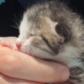 気温40℃の炎天下に『捨てられていた赤ちゃん猫』を保護…2年間の成長記録に…